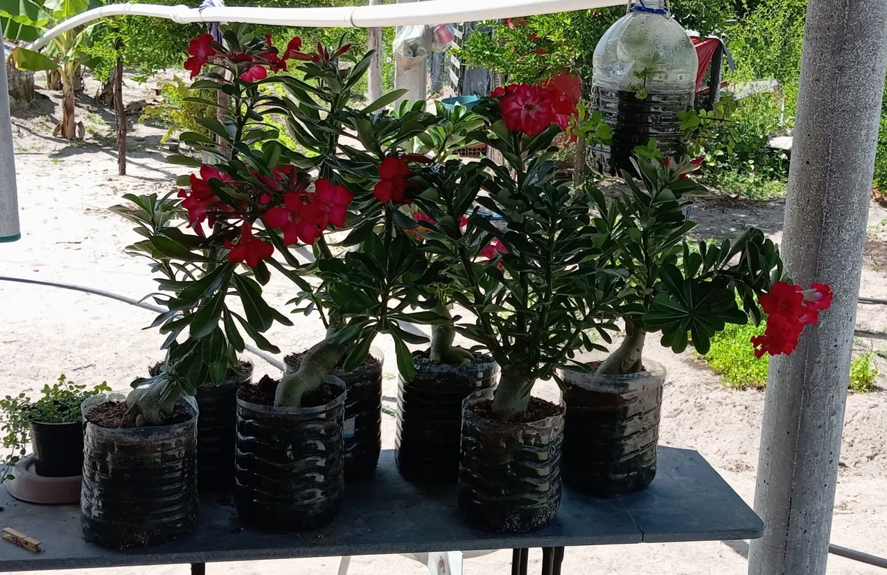 Rosas do deserto vermelho