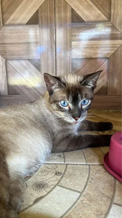 Gata com olhos azuis para adoção responsável  - Foto 5