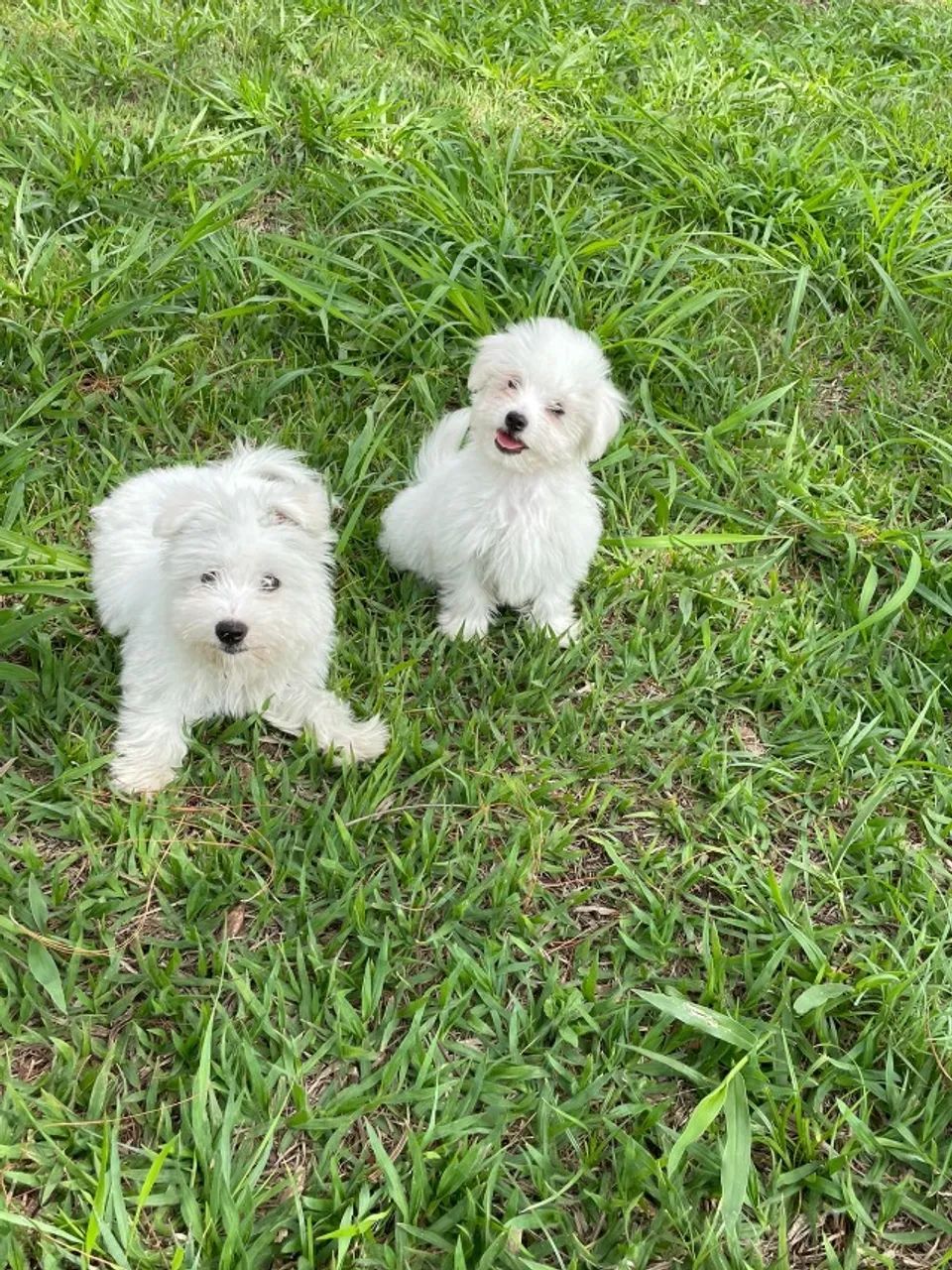 VENHA BUSCAR O SEU COTON DE TULEAR COM A GENTE.AQUI O SEU FILHOTE É CRIADO POR VETERINÁRIA - Foto 3