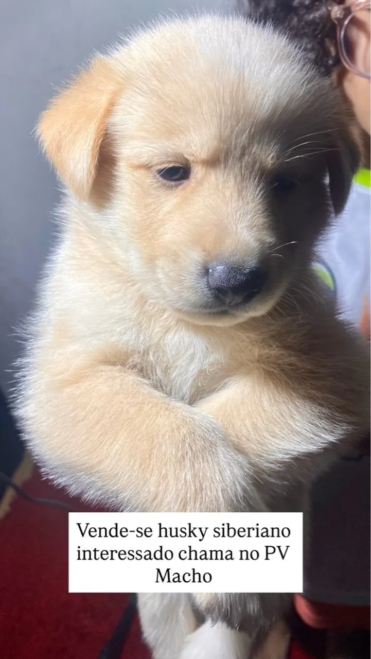 Husky Siberiano Macho para venda