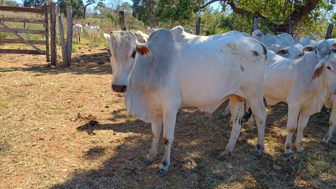 14 Bovinos Nelore, bezerros e garrotes bois gado macho Tabapuã