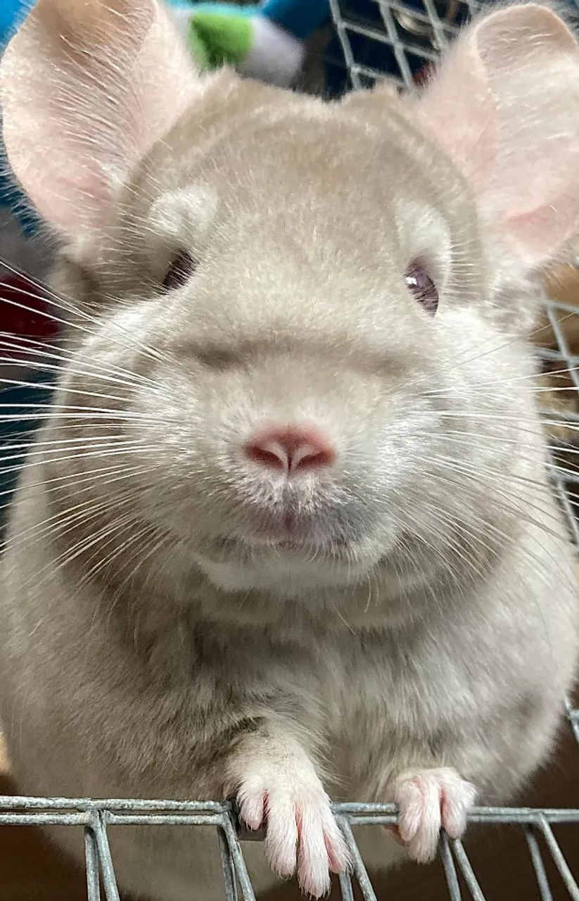 Chinchila Macho Bege - Foto 5