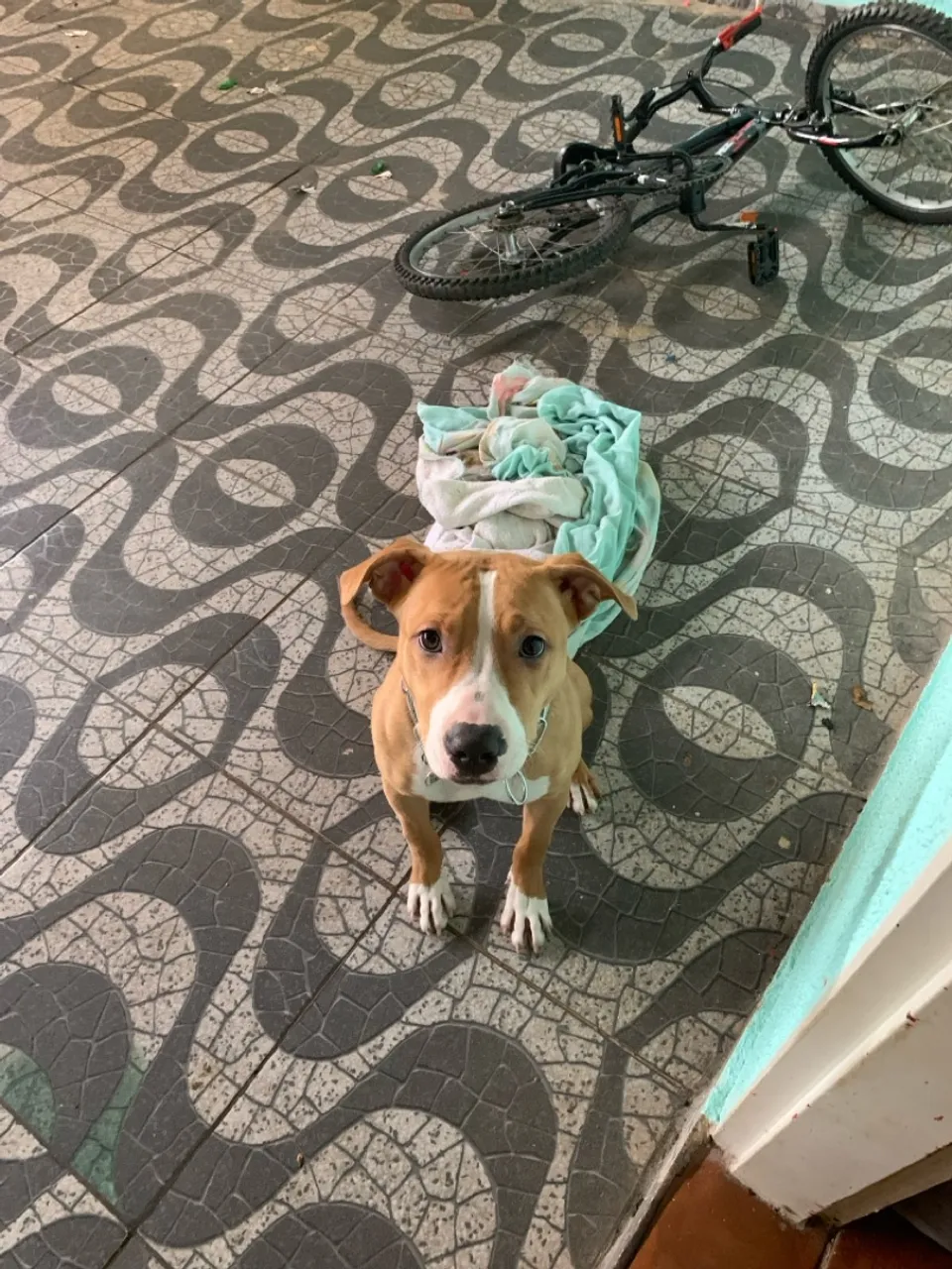 Filhote Pitbull para adoção