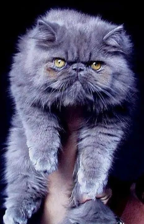 Filhote Persa Fêmea  - Foto 3