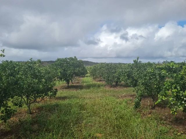 Vende-se Sítio de Laranja Produtivo - Esplanada/BA - Foto 5