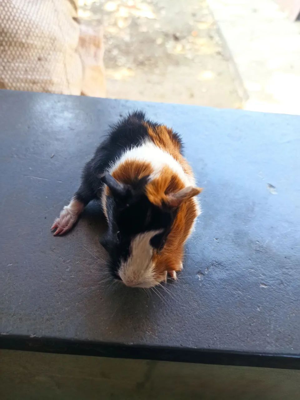 Porquinho da índia peruano64276689012225120