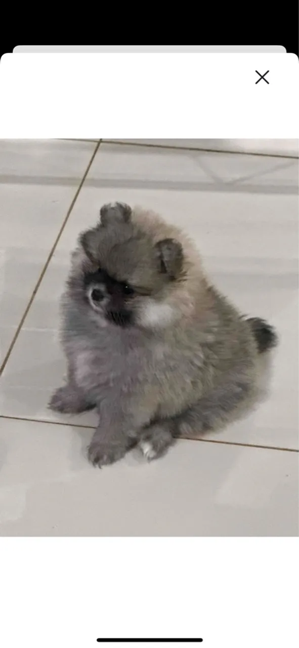Filhote de Spitz Alemão Anão