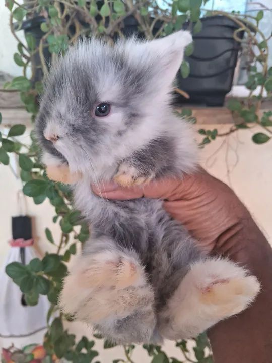 Coelhinho mini layon - Foto 4