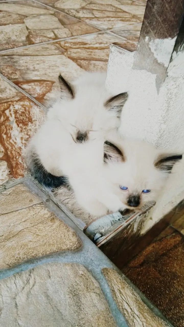 Gato Ragdoll Colorpoint - Dóceis e Afetuosos - Foto 2