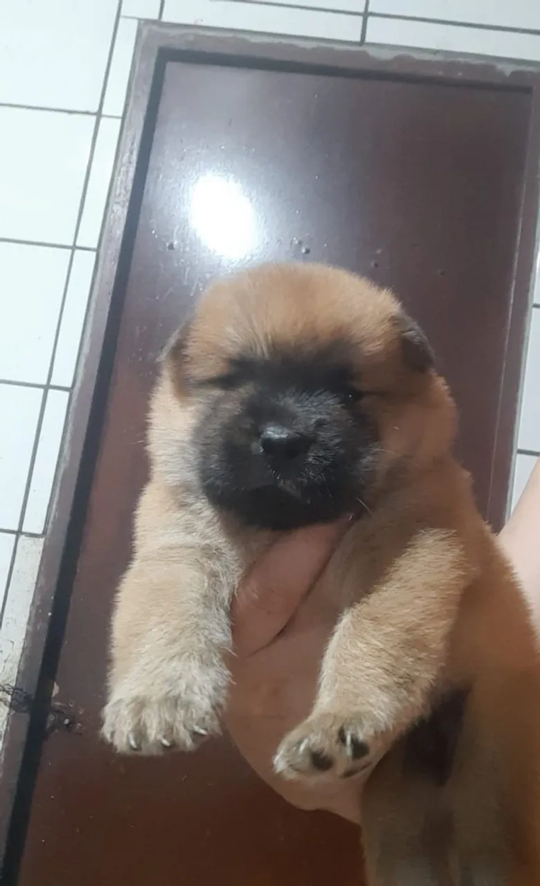 Filhote de Chow-Chow