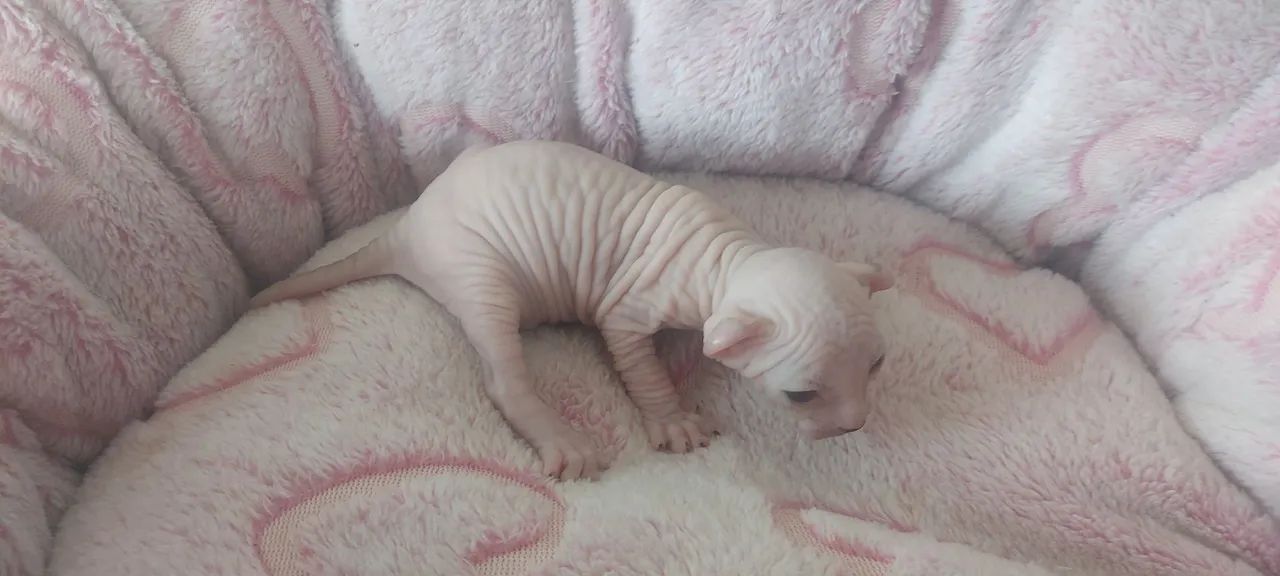  Sphynx disponíveis  - Foto 3
