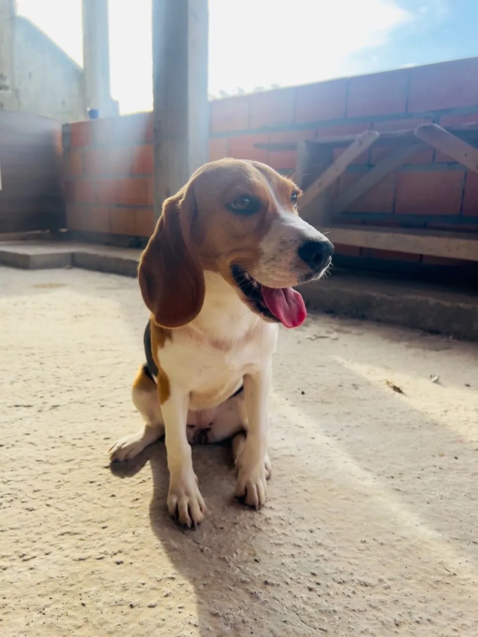 Beagle Fêmea | 7 Meses - Foto 3