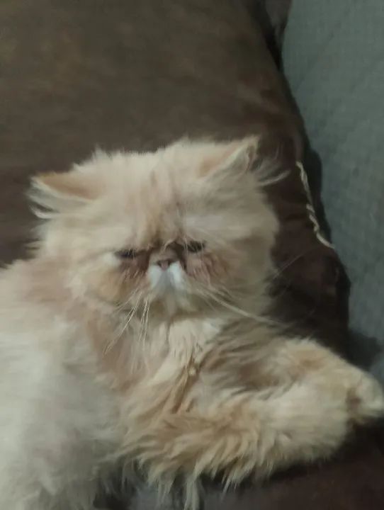 Lindo casal de gato persa - Foto 3