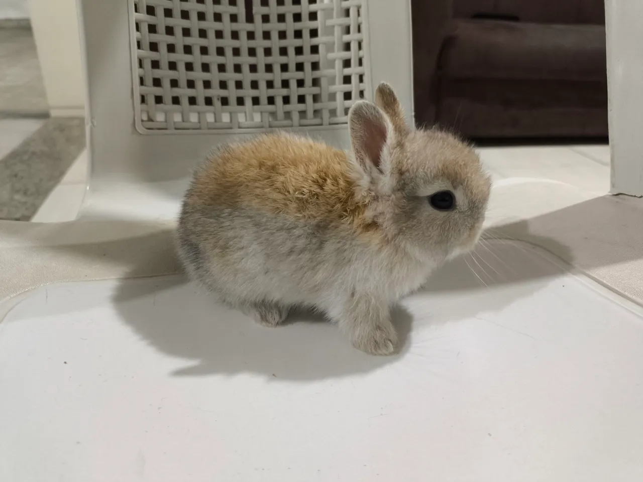 Filhotes de mini coelho