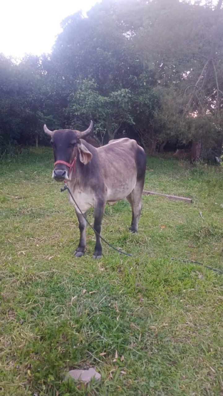 Vaca prenha