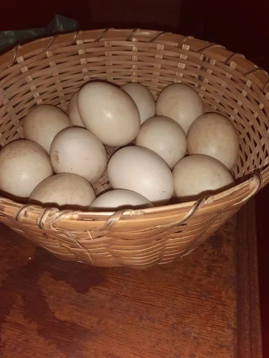 Ovos de pata frescos