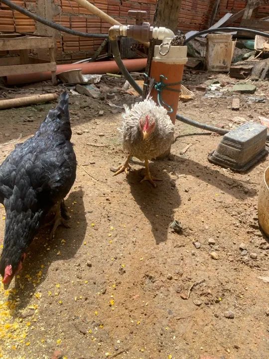 Vendo os 4  - Foto 2