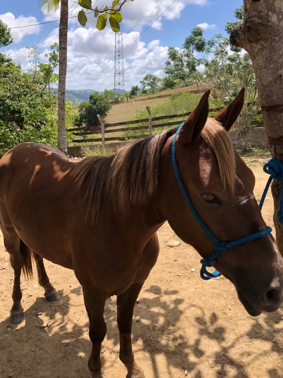 Égua piquira