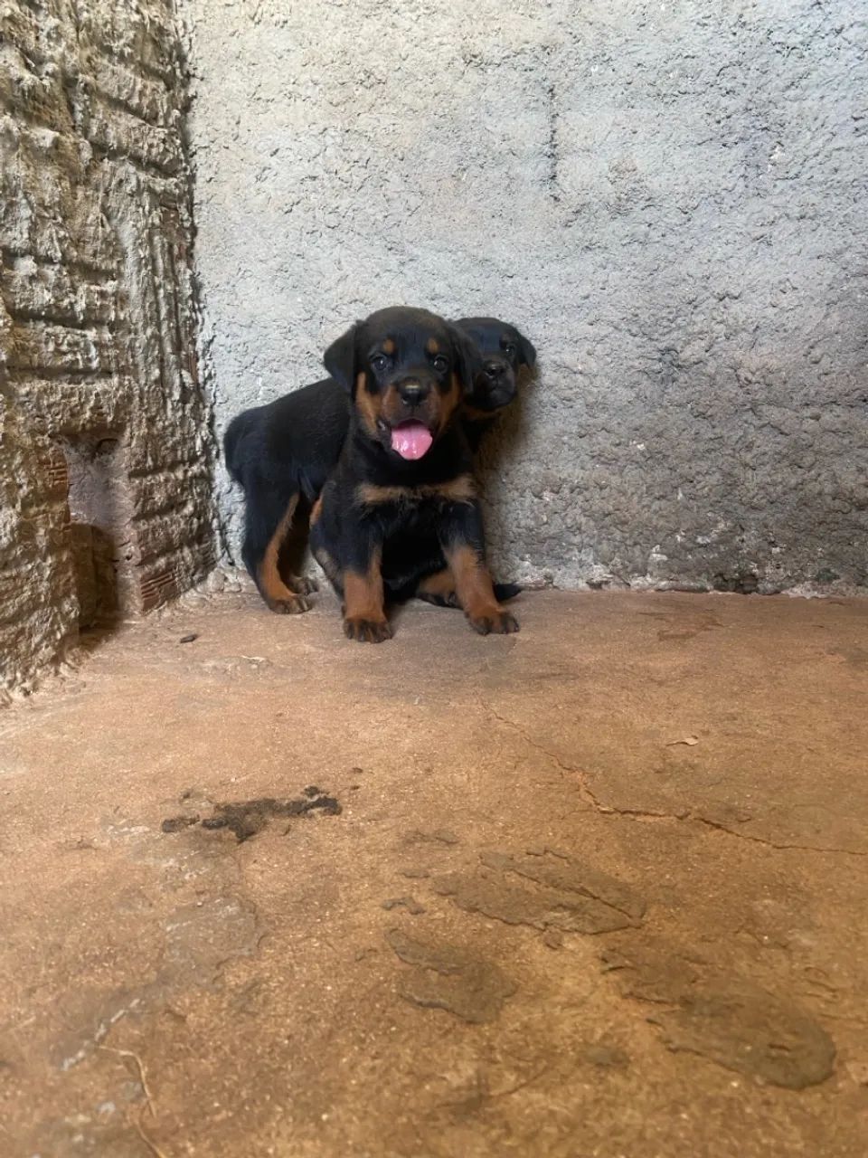 Filhote Rottweiler - Foto 3