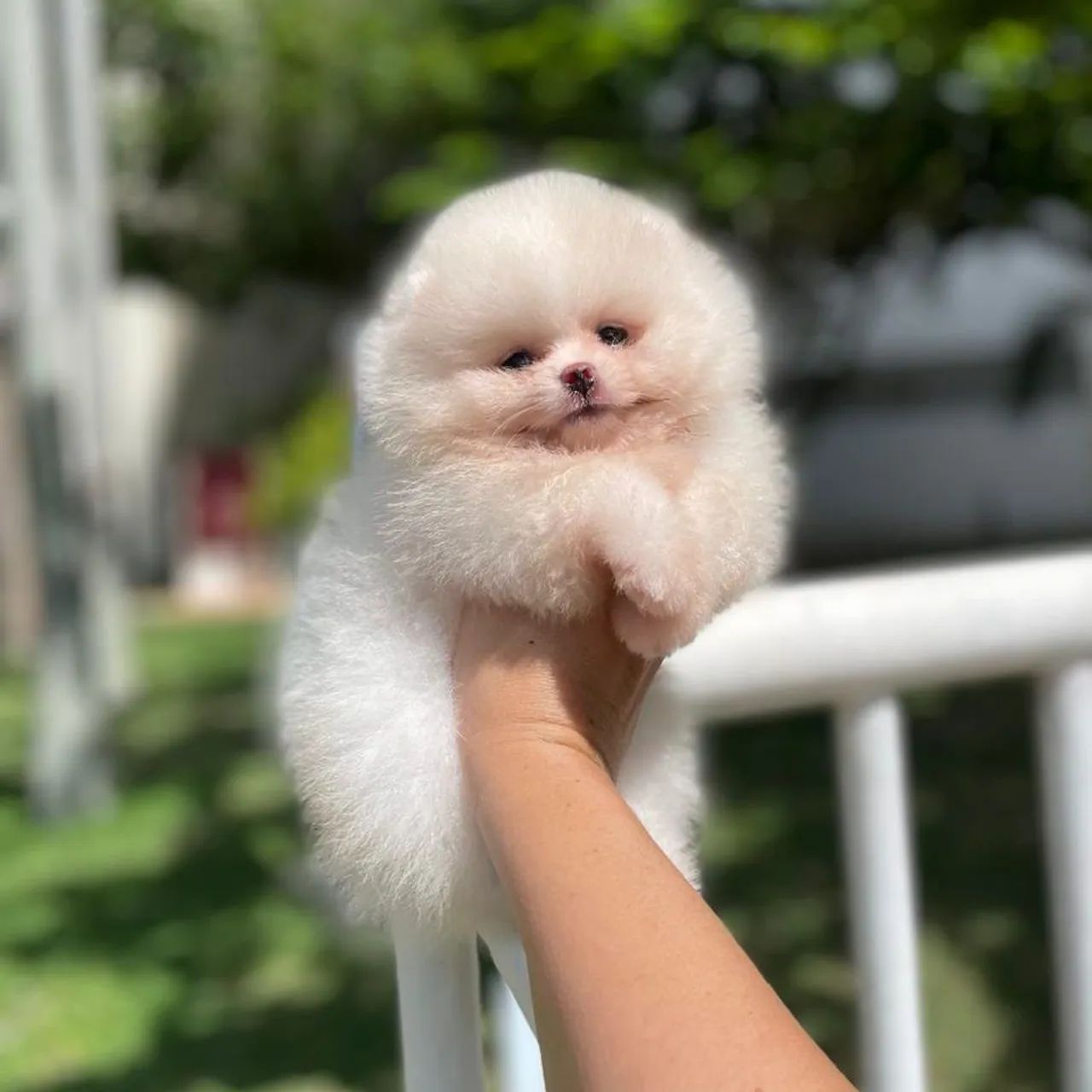 Lulu da Pomerânia Ursinhos Incríveis  - Foto 5