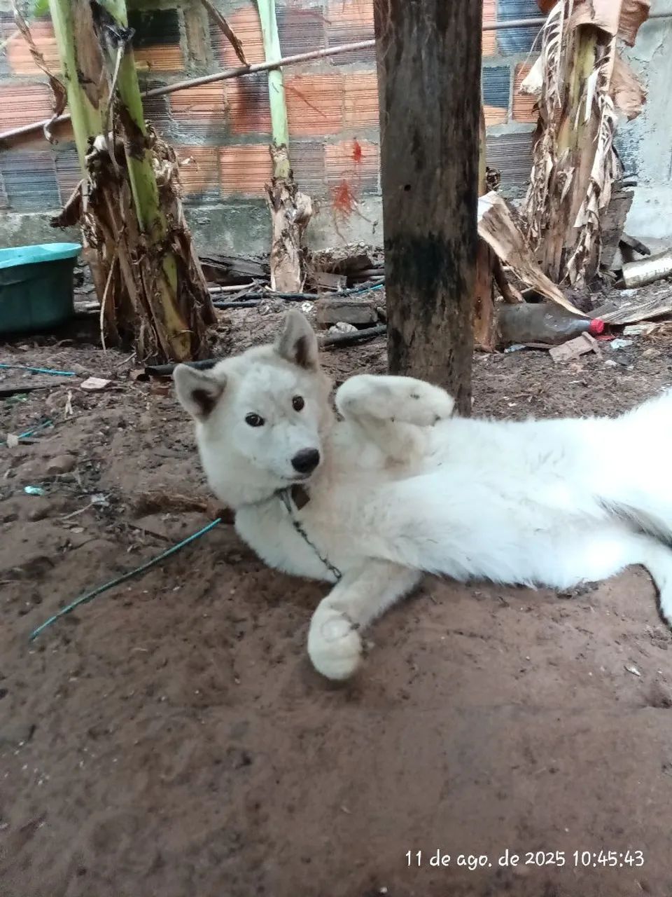 Lindo Husky siberiano  - Foto 4