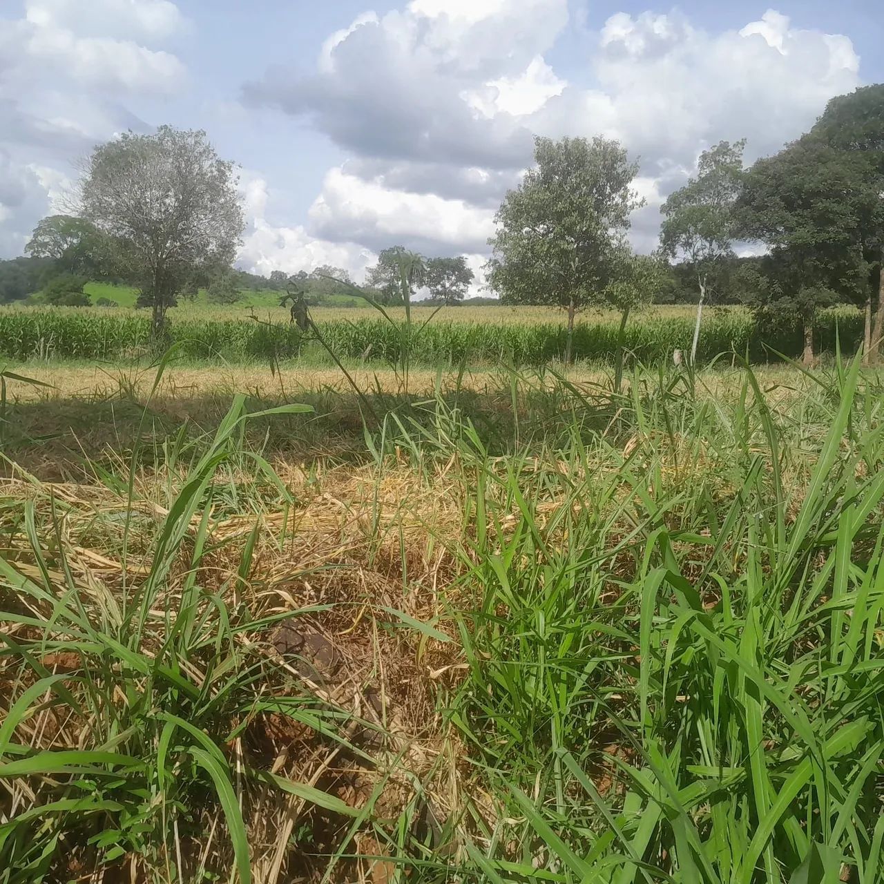 Chacaras rurais em sitio novo 