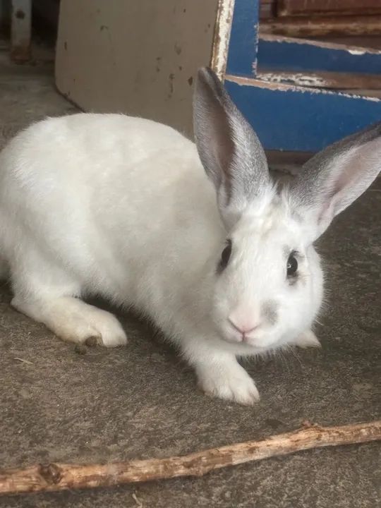 Coelhinho Branco Fofo para Adoção