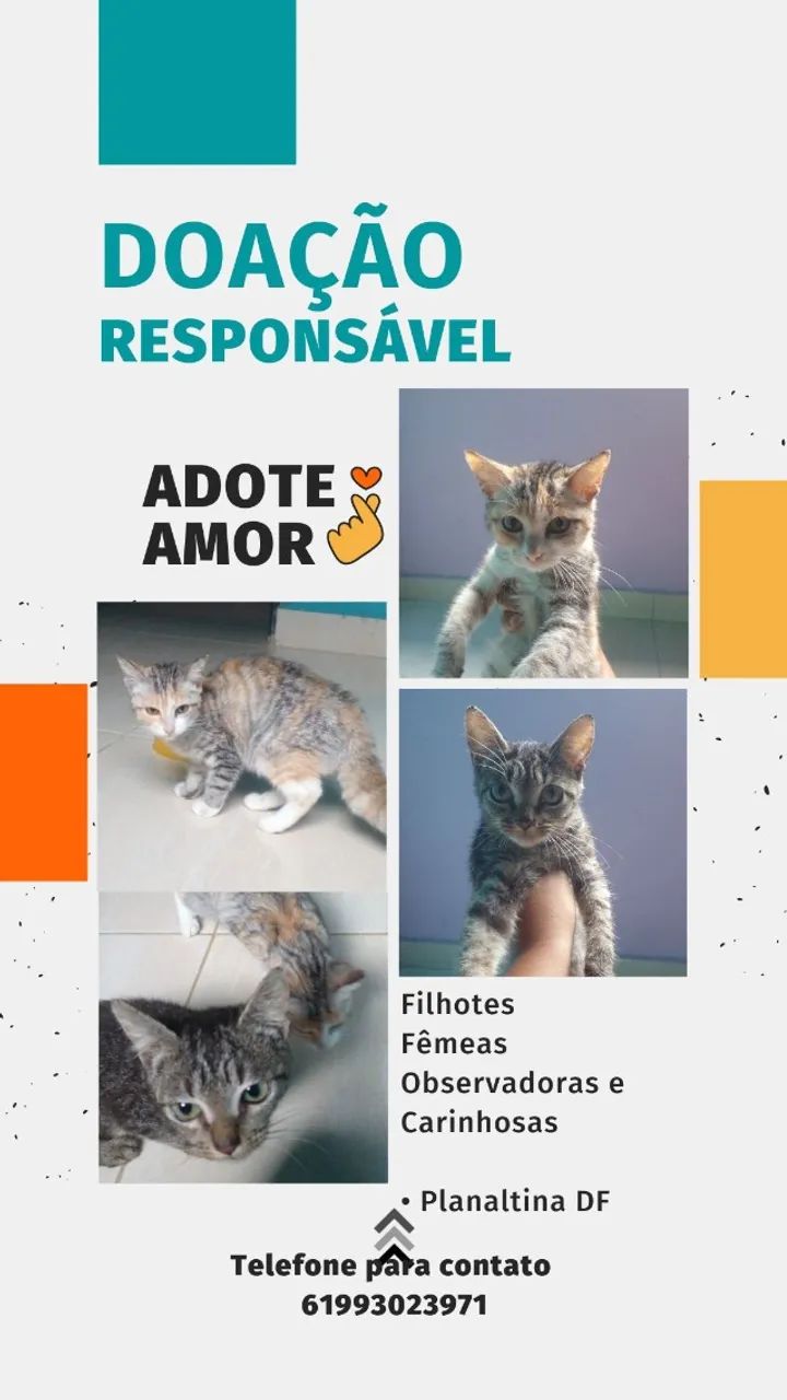 Gatinhos para adoção