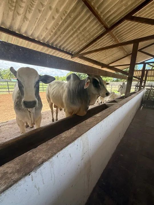Gado Nelore para venda  - Foto 2