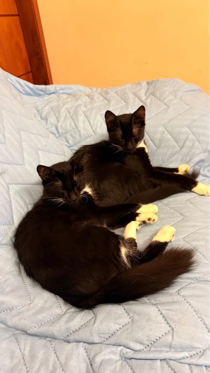 Gatinho para adoção - Foto 4