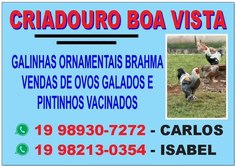 Galinhas Ornamentais Brahma - Venda de Ovos e Pintinhos