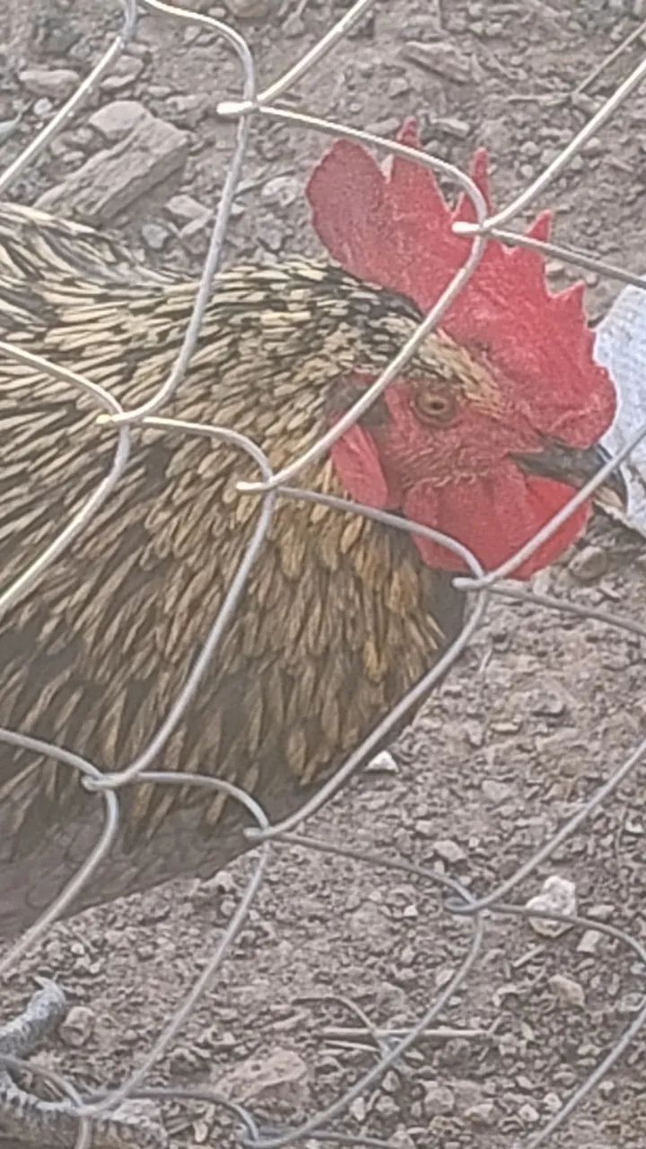 Galos raça grés sendré belíssimos  - Foto 6