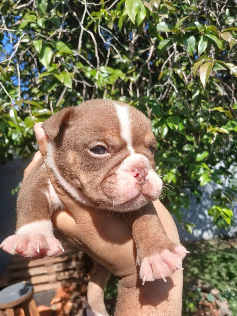 Filhote Bulldog Inglês - fêmea