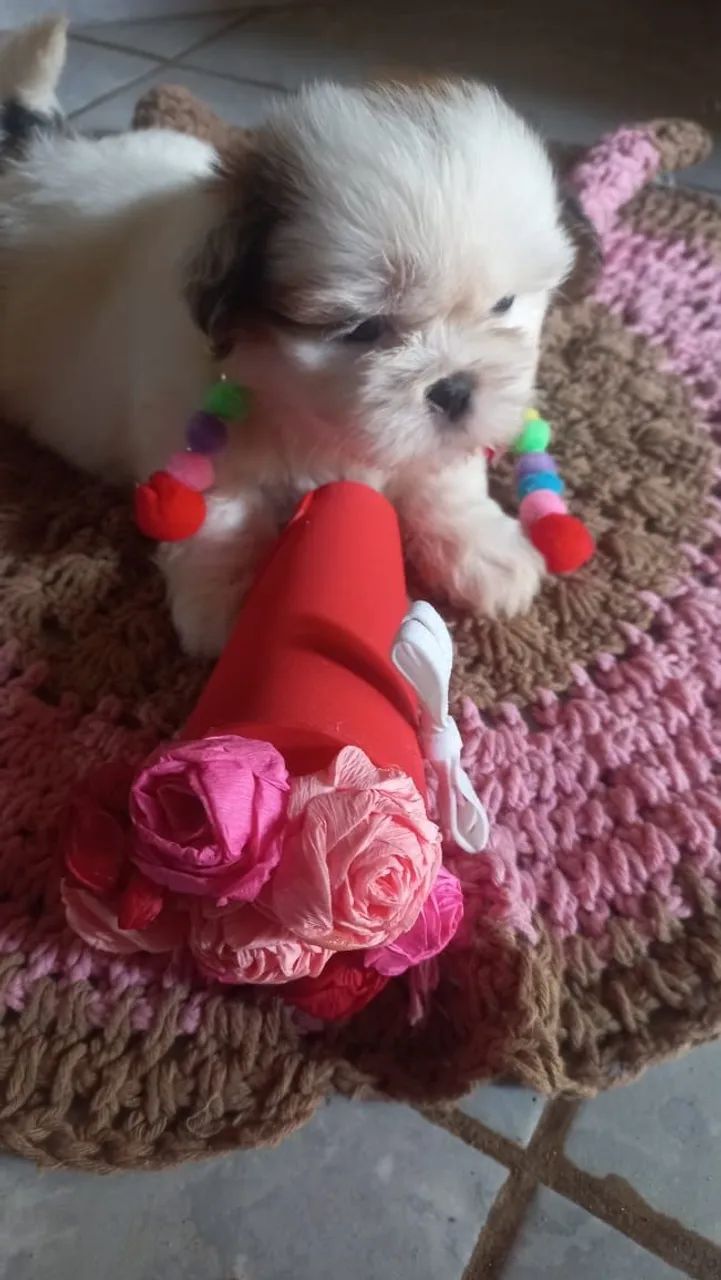 Filhotes de Minie Shih Tzu lindo