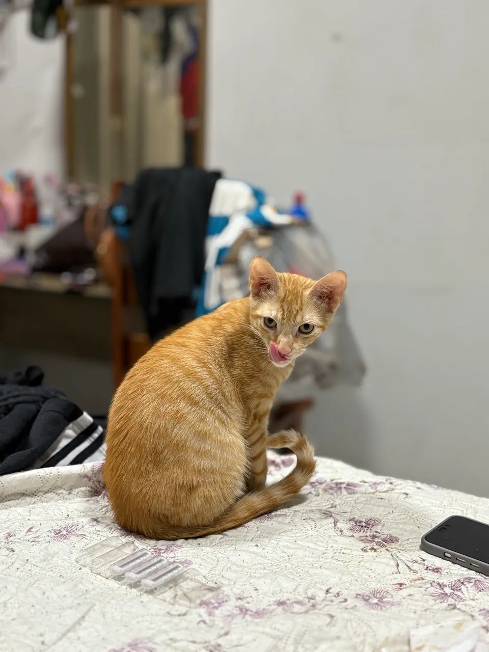 Gato laranja macho fofo