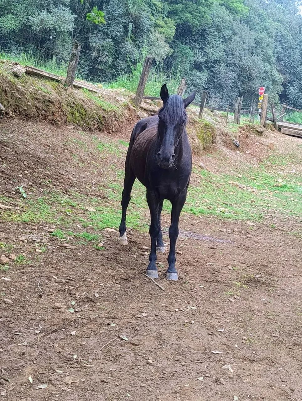 Cavalo preto famoso mico ta po brik - Foto 4