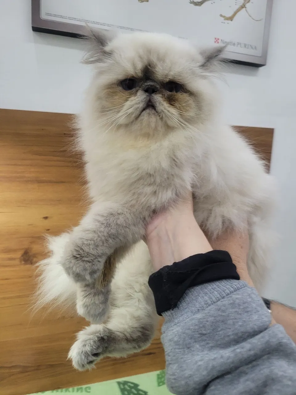 Gatinho himalaio ponta azul macho