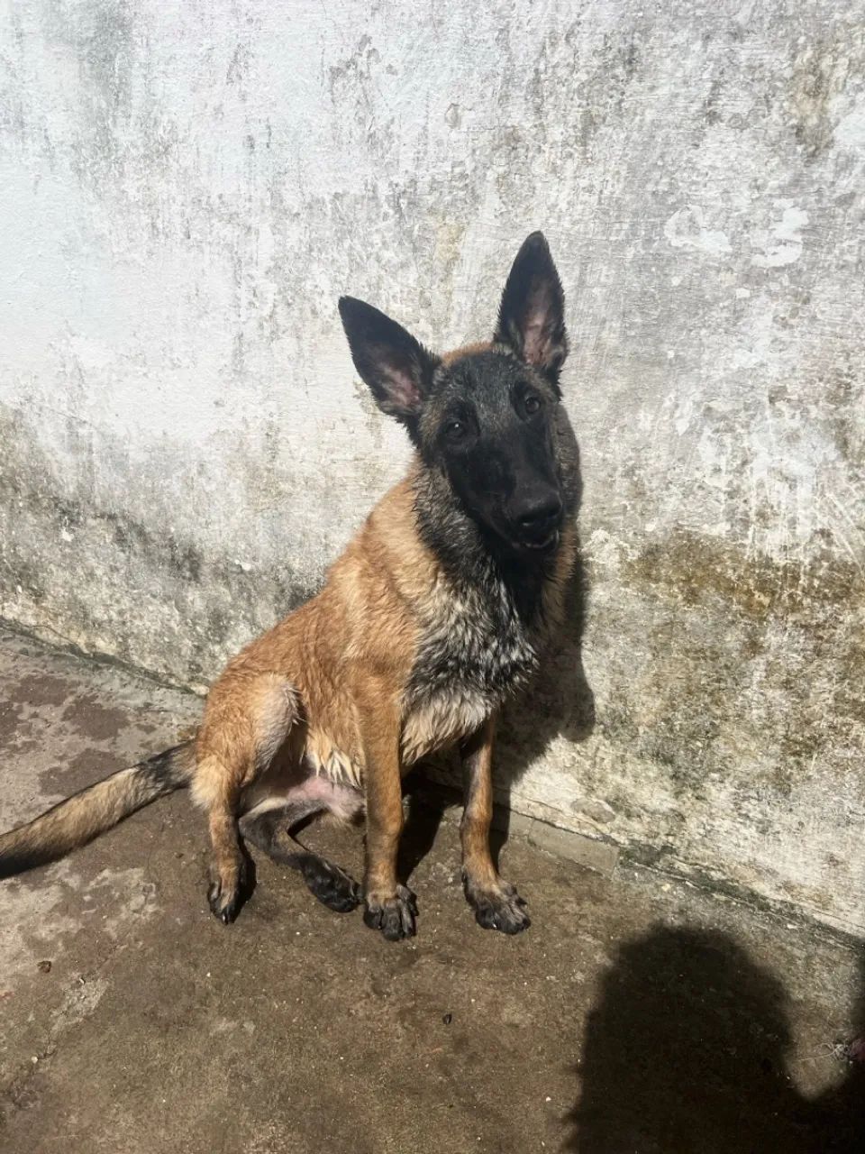 Filhote de Pastor Alemão belga malinois - Foto 2