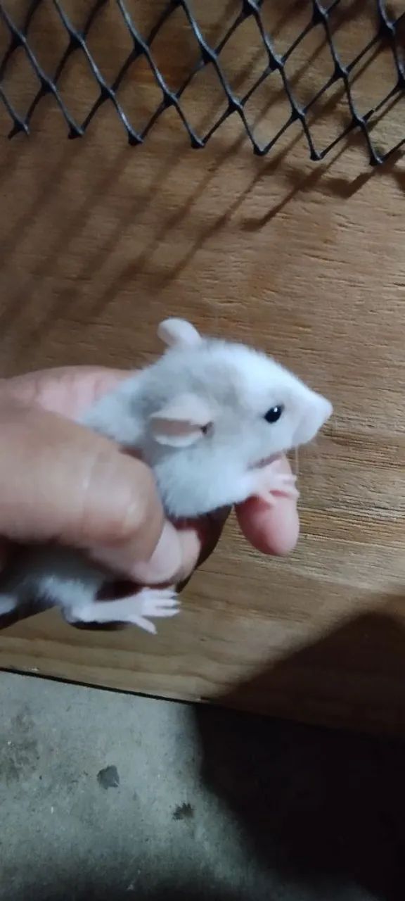 Filhotes de ratos Twisters  - Foto 4