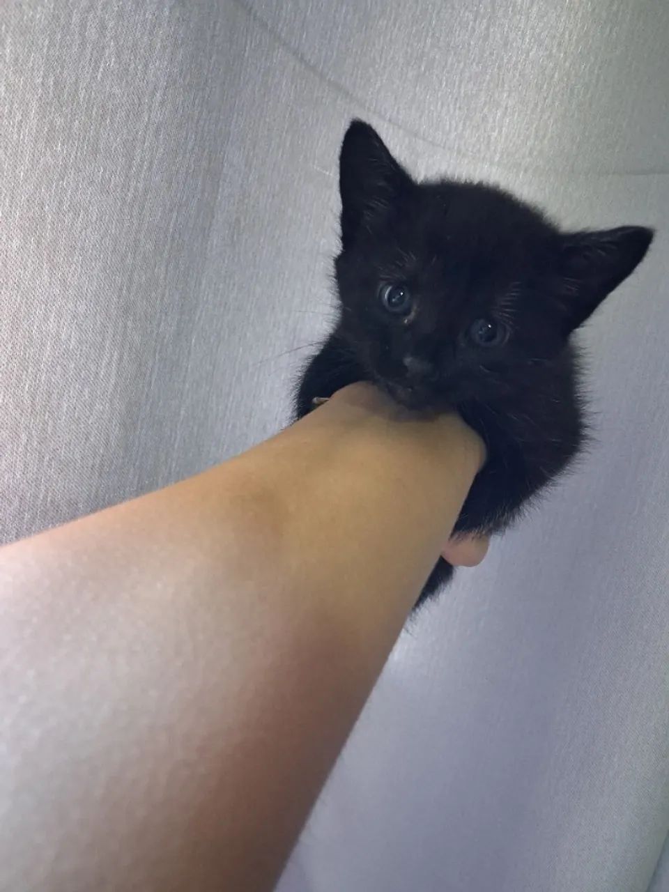 Adoção gato macho e fêmea  - Foto 5