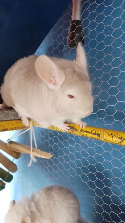 filhotes de chinchila  - Foto 4