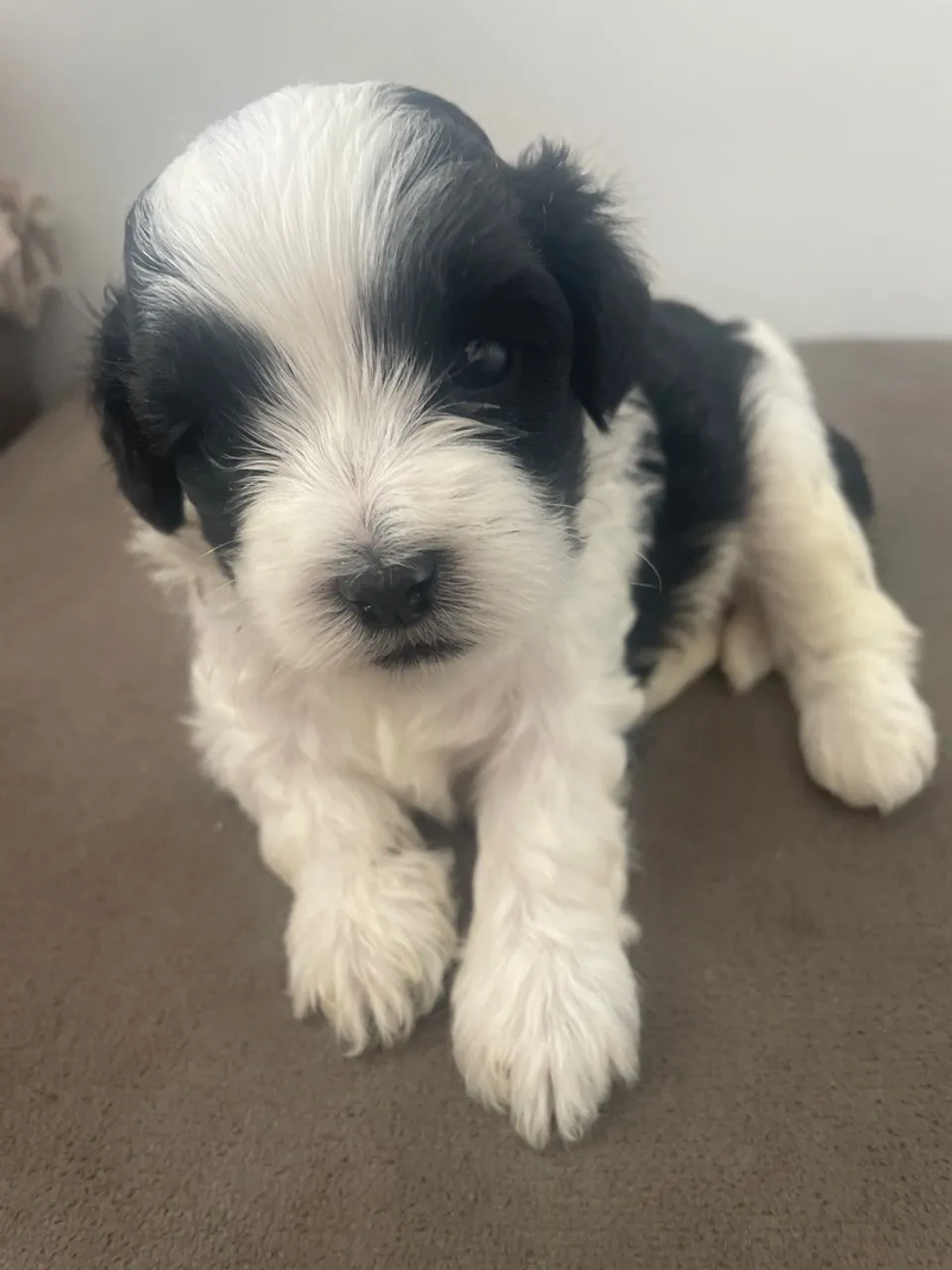 Filhote adoráveis Mal-Shi (shih-tzu+maltês) machinho