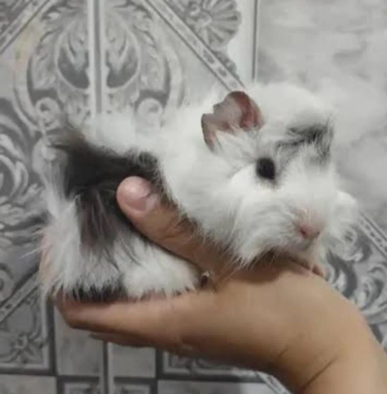 Porquinho da índia peruano - Foto 4