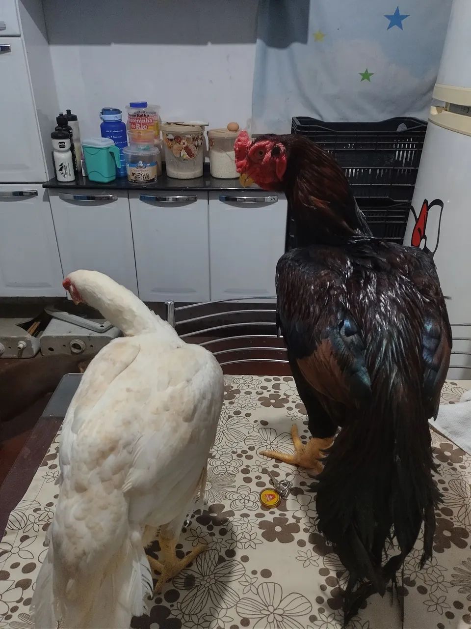 Índio bico curto crista ferrão  - Foto 5
