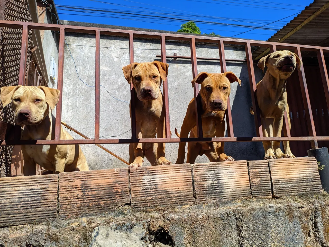 Filhotes de Pitmonster Lindos e Adoráveis!