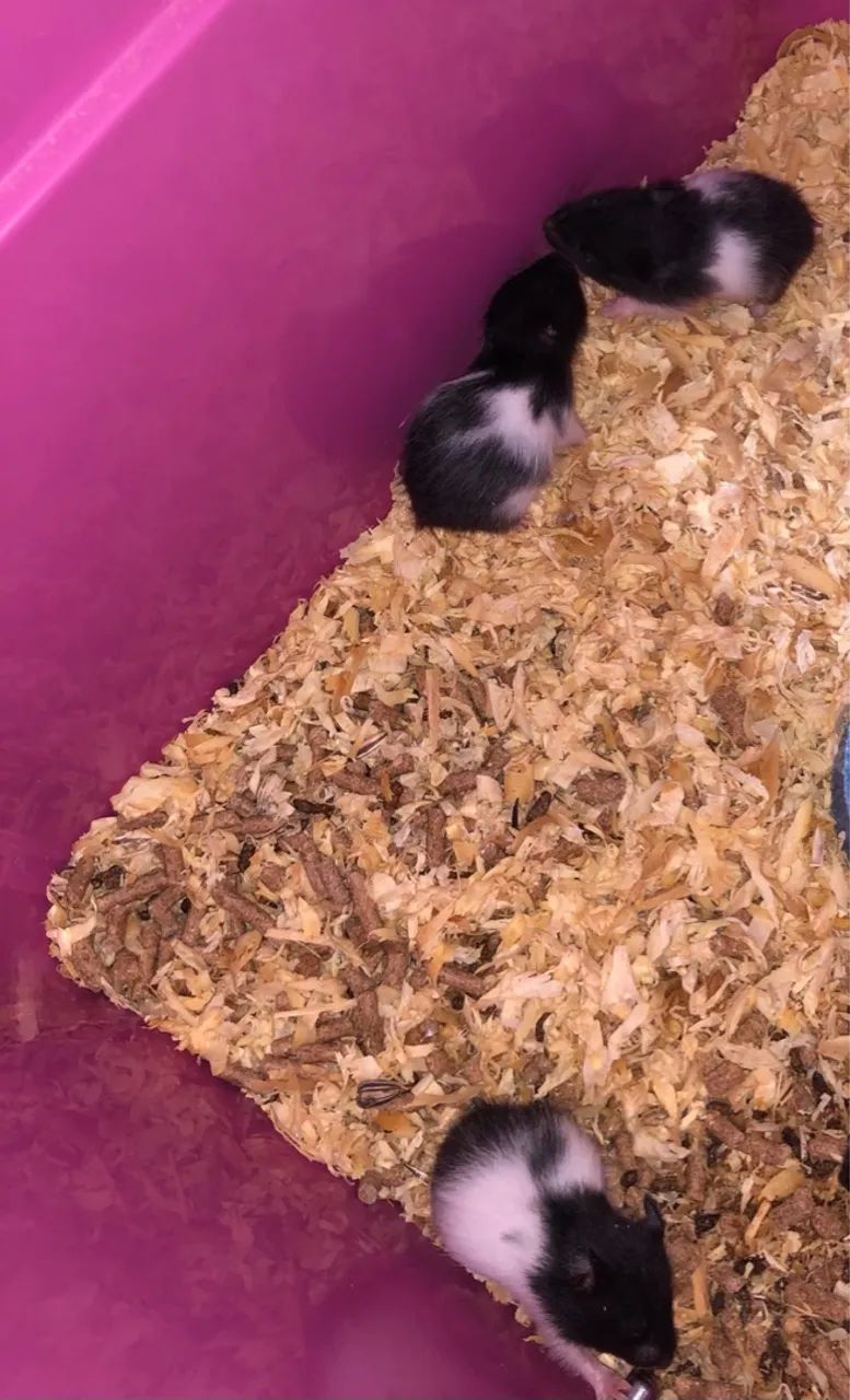 Hamster sírio ( fazemos entrega) - Foto 6