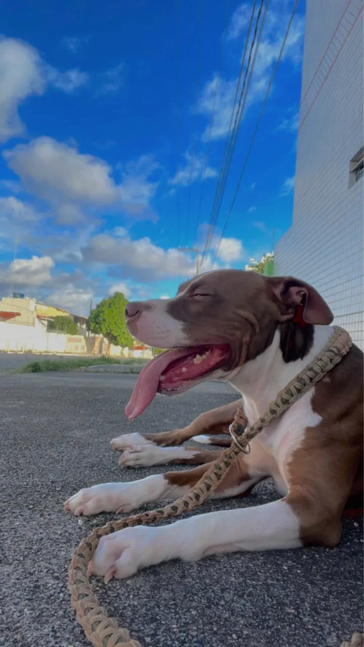 Pitbull Amigável para Adoção