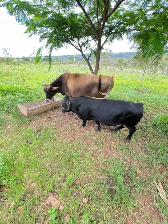 Mini boi reprodutor de 3 anos - 0,95m de altura! Pronto para cobertura! ? - Foto 6