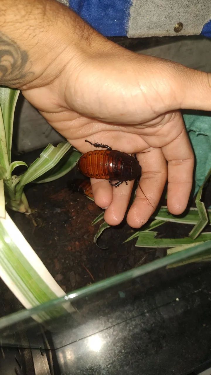 Barata madagascar  - Foto 2