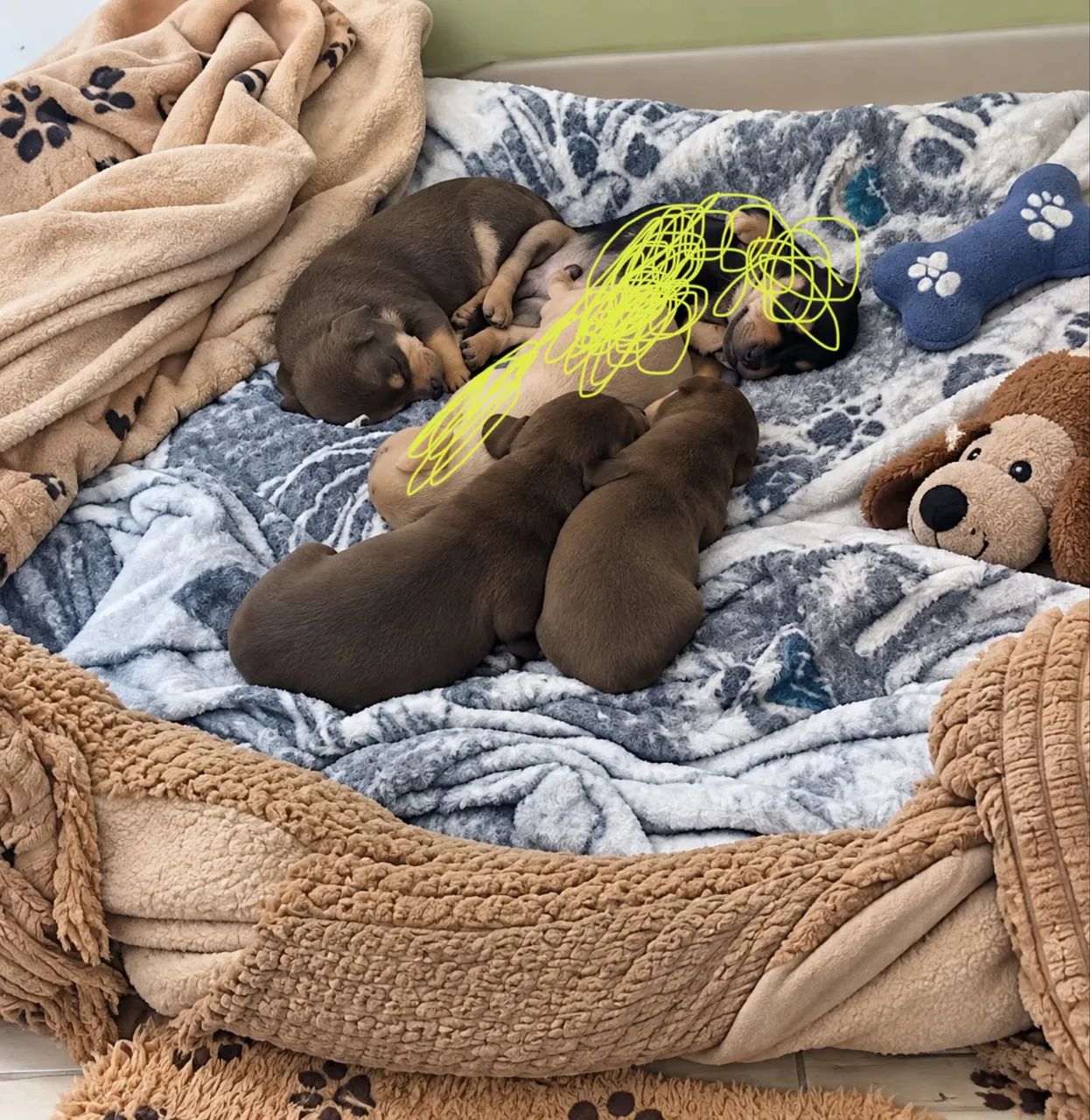 Cachorro Dachshund - Foto 4